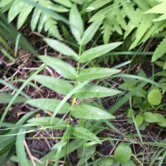 water parsnip thumbnail 2