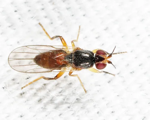 Elachiptera angusta