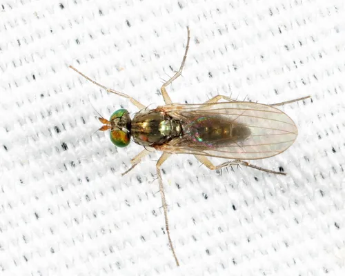 Gymnopternus laevigatus