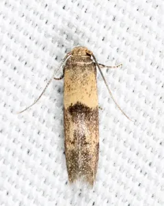 Pigritia laticapitella thumbnail 2