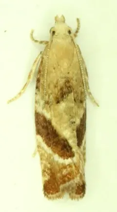 Epinotia plumbolineana thumbnail 2