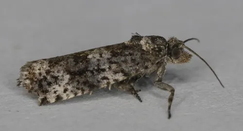 Argyroploce aquilonana