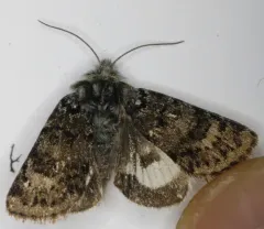 Anarta nigrolunata thumbnail 3