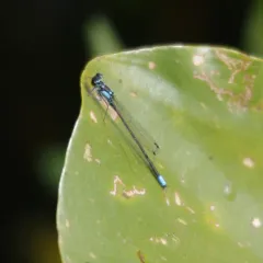 Pacific Forktail thumbnail 4