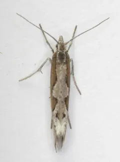Plutella hyperboreella thumbnail 2