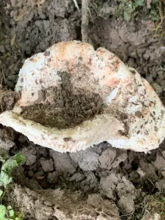 Blushing Bride Amanita thumbnail 1