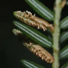 Blueberry Leaf Rust thumbnail 4