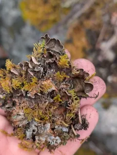 scaly pelt lichen thumbnail 4
