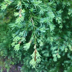 mountain hemlock thumbnail 2