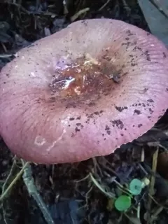 Russula brunneoviolacea thumbnail 3