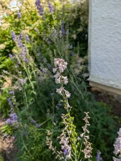 tall larkspur thumbnail 2