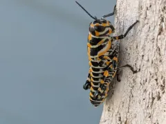 Rainbow Grasshopper thumbnail 3