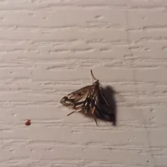 Obscure Pondweed Moth thumbnail 3