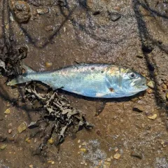 Atlantic Menhaden thumbnail 4