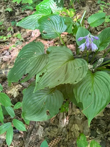 Blue Plantain-lily