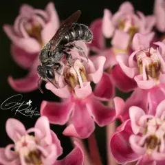 Compressed Dark Bee thumbnail 3