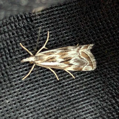 Western Catoptria