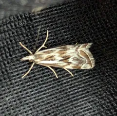 Western Catoptria thumbnail 1