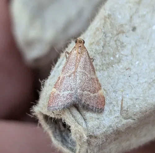 Arta epicoenalis