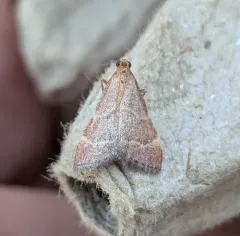 Arta epicoenalis thumbnail 1