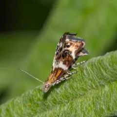 Everlasting Tebenna Moth thumbnail 2