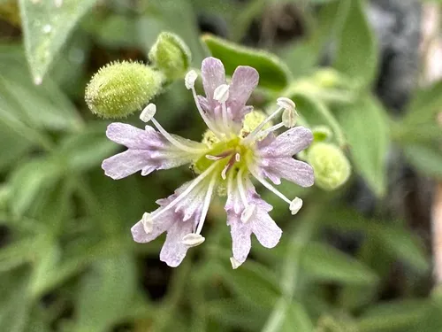 Seely's silene