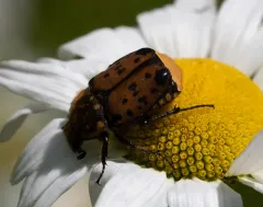 Maculated Scarab thumbnail 2