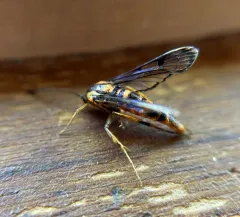 Douglas-fir Pitch Moth thumbnail 3