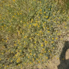 Yellow Star-Thistle thumbnail 4