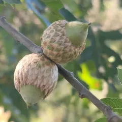 California black oak thumbnail 4