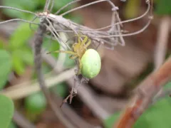 Araniella proxima thumbnail 2