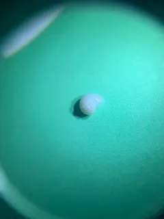Utah roundmouth snail thumbnail 1