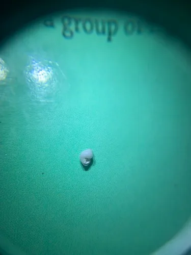 Bear Lake Springsnail
