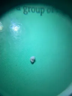 Bear Lake Springsnail thumbnail 1