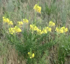 Fourpoint Evening Primrose thumbnail 3