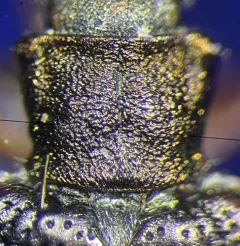 Copper Aquatic Leaf Beetle thumbnail 1