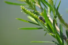 Odontomyia interrupta thumbnail 2