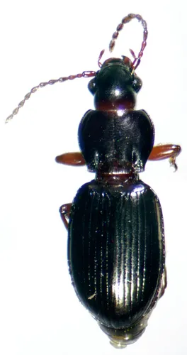 Pterostichus brevicornis