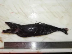Chiasmodon harteli thumbnail 1