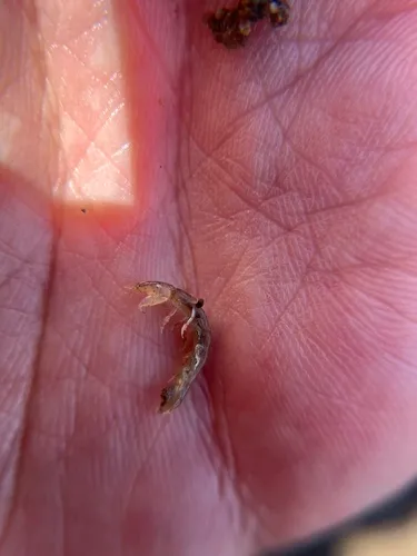 Cyathura polita