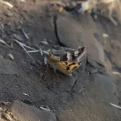Drasteria divergens thumbnail 3