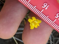 Washington monkeyflower thumbnail 4