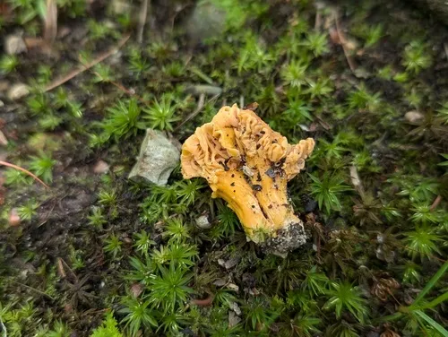peach chanterelle