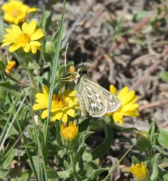 Uncas Skipper thumbnail 4