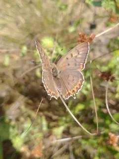 Great Copper thumbnail 2