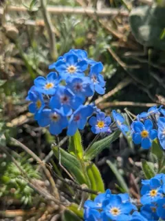 Alpine forget-me-not thumbnail 2