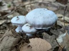 Cortinarius obliquus thumbnail 3