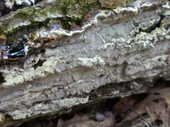 Inonotus glomeratus thumbnail 4