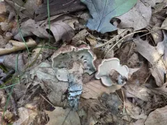 Hydnellum fagiscabrosum thumbnail 2