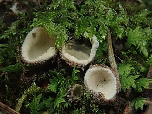 Hypomyces stephanomatis